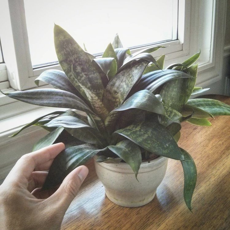 October 18, 2015 -  a nice elderly lady was moving and had several of these shorty snake plants to spare - this was one of at least a dozen!  They grew happily in her south-facing windowsill getting some sun but blocked by a large bush part of the day.  As you can see, they are exploding out of this tiny 3.5" pot (nursery pot inside a ceramic cachepot).