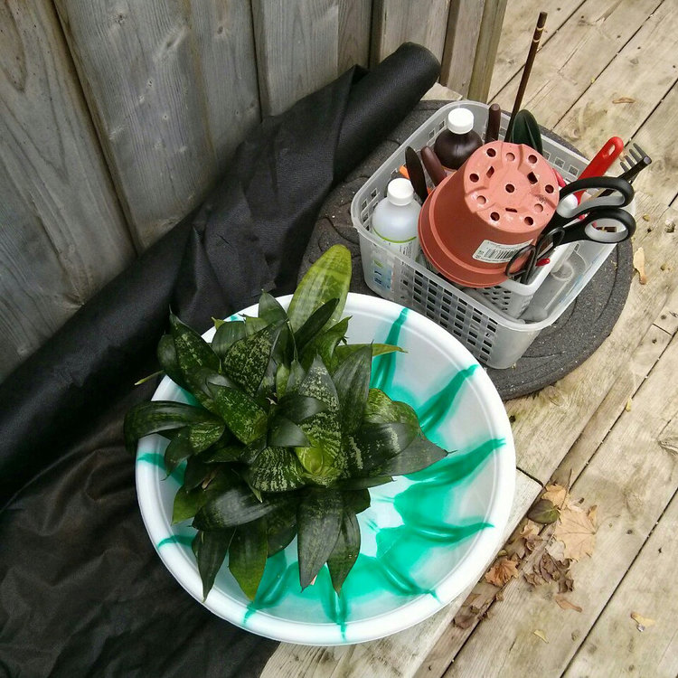 October 31, 2015 -  the weather was still nice enough to repot outside.  I had some extra 5" nursery pots to use - the plant will recover faster from repotting when it is moved to a slightly bigger pot instead of a significantly larger one.  I like to line the bottom of the pot with landscape fabric to prevent soil runoff as I water the plant - the fabric is cheap and can easily be cut to size.