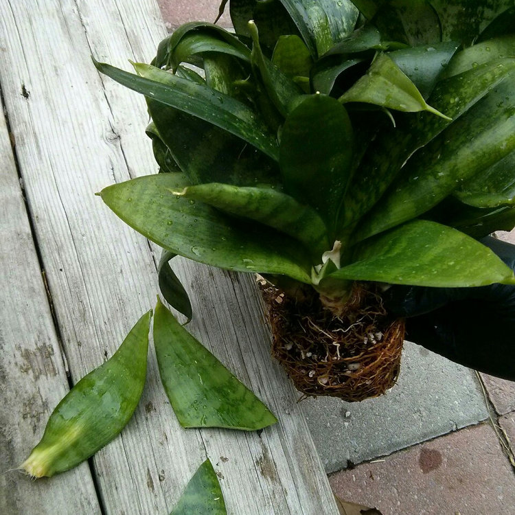 Inevitably, there were some leaf casualties.  For potting soil - I used a mix of 2 parts sphagnum peat moss and 1 part coarse sand (and a pinch of perlite).  You can also use any soil marked for cacti.