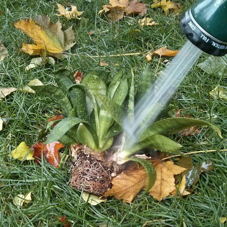 You can see the roots have almost completely taken over the original pot.  Here I'm hosing down the entire plant in case there are any pests that may have stowed away under the leaves - I did notice some webbing on the other plants at the lady's house so I had to be cautious.