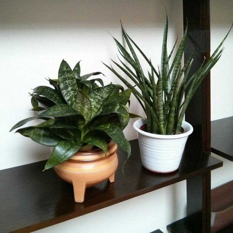 And here she is, freshly repotted into the 5" nursery pot, which fit perfectly into my vintage ceramic pot.  To the right, we have the Sansevieria 'japonesa'.