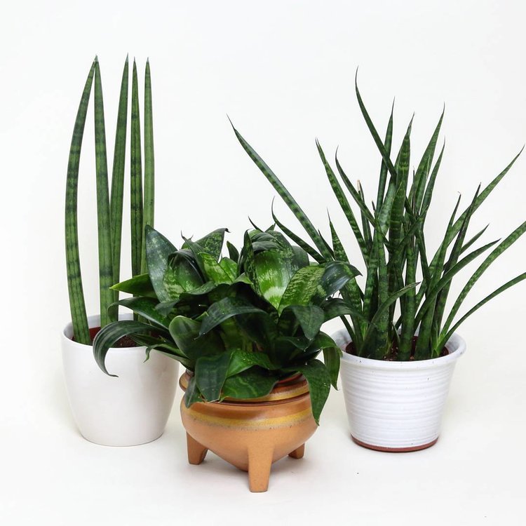 December 12, 2015 -  one time I had to do a studio photoshoot so I naturally used my plants as models to test the lighting.  On the left is S. cylindrica.