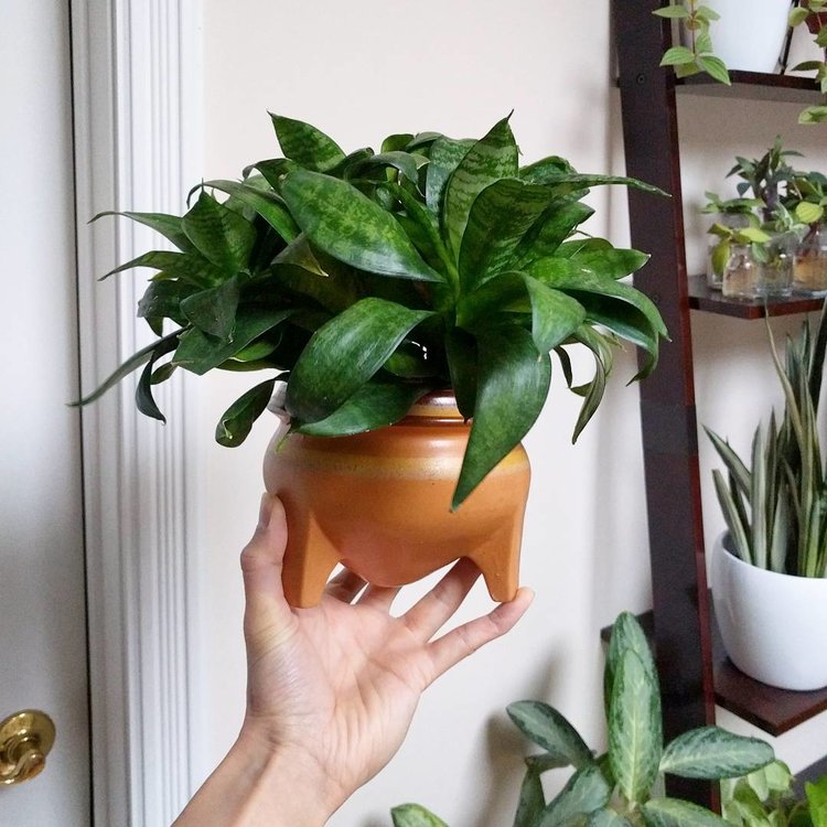 February 2, 2017 -  snake plants are slow growers.  After a year, I can only notice a bit more spreading of the rosettes.  Perhaps this year she'll put out some offshoots!