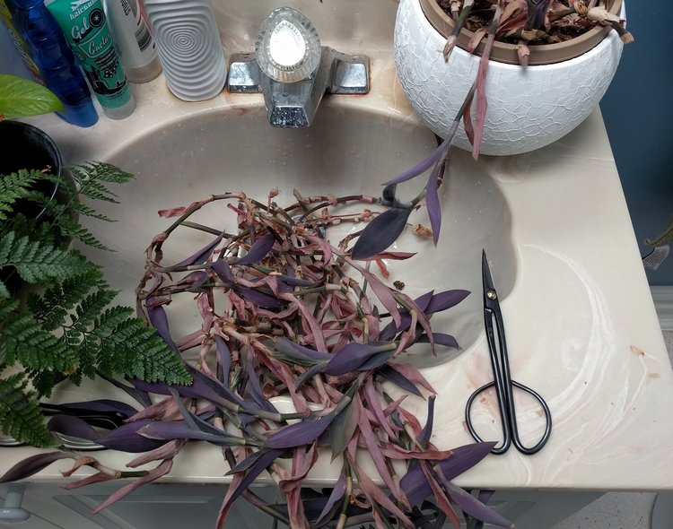 After cutting back all the stems, I'll look for healthy tips that can be rooted to make cuttings.
