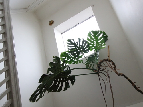 A monstera deliciosa enjoying plenty of light from this skylight.