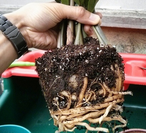 A ZZ plant that is obviously ready to be repotted.