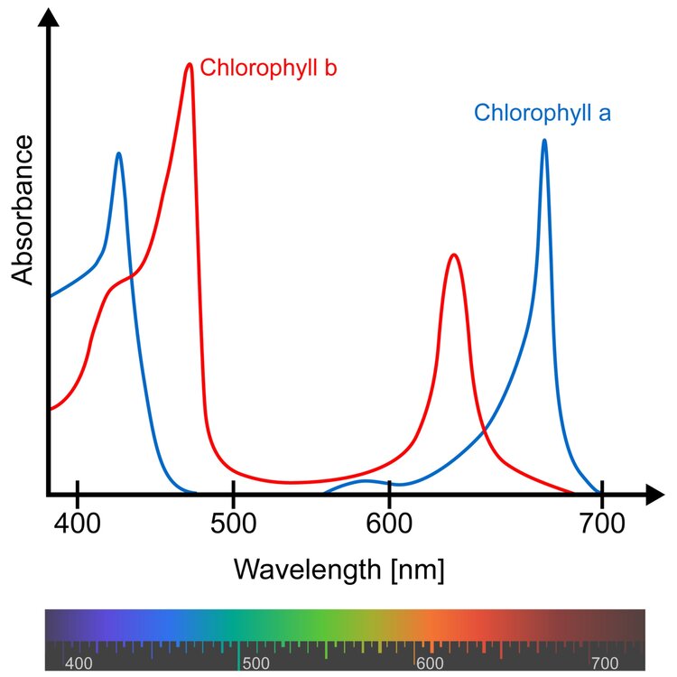Chlorophyll a and b absorb most efficiently in the blue and red areas of the spectrum so some grow light manufacturers decided to ONLY make LEDs in those colors. Problem: green light is still used by plants even if it's not the most efficient driver of photosynthesis for chlorophyll - plants growing under a forest canopy use LOTS of green light.  Source:  https://en.wikipedia.org/wiki/Chlorophyll