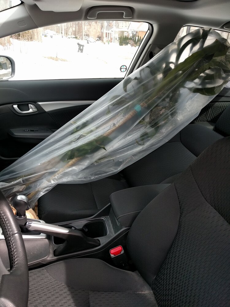 A tall Dracaena gets wrapped in plastic to prevent soil from spilling onto the floor of the car.