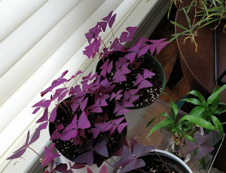 November 30, 2017 - Purple oxalis are still wonderful so I'm really not complaining about having more.  Perhaps I will look for other sellers or keep checking my local suppliers...