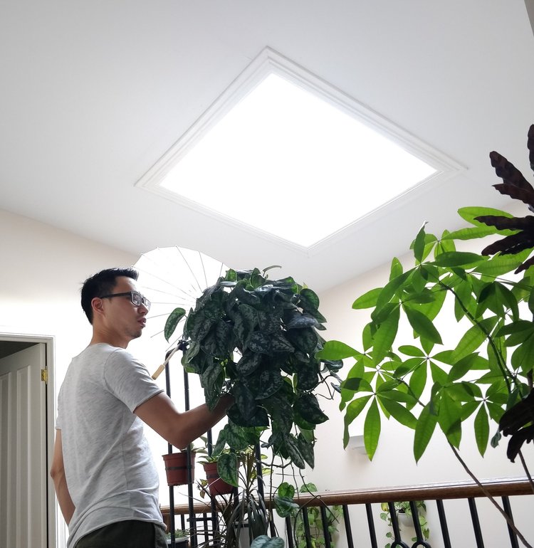 The plants always grew nicely at my parents’ house because of the skylights. I merely watered them at the right time. Without those skylights, House Plant Journal might not have ever been created.