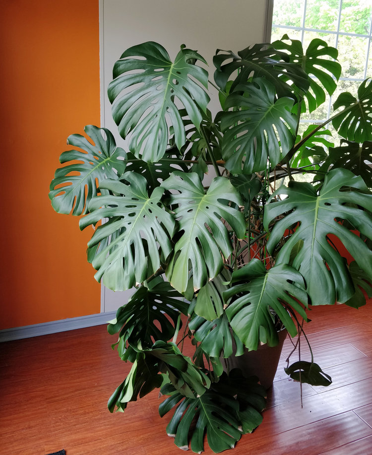 When you first tie up the vines, the leaves will seem to face awkwardly in all directions. Don't worry about this! In time, the newer leaves will sort themselves out by orienting towards the light source(s). My monstera has been trellised like this for 3 years.