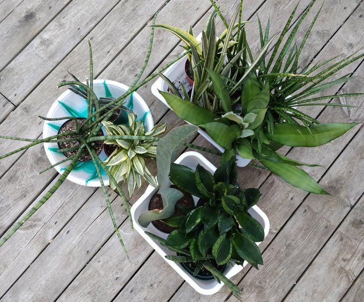 The task of carrying a dozen or so potted plants down a flight of stairs is more convenient with some low-walled plastic tubs - the kind used for cleaning.