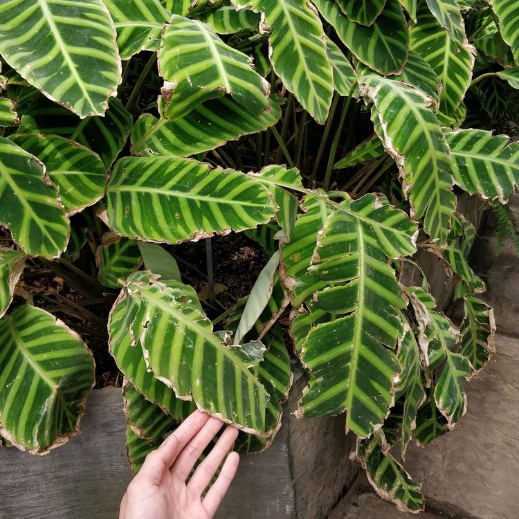 This image is proof that low humidity does NOT directly cause brown tips - literally every leaf on this Calathea zebrina had them. The plant was hard at work, transpiring the water that was given to it. The minerals/impurities will eventually wear out the leaf tips - that’s just how it goes. This planter will soon be replaced by another plant - such is the cycle of gardening.