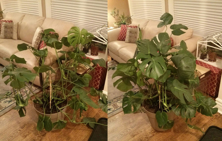 May 12, 2015 -  using a small bamboo trellis from the dollar store, I tied up the vines to give the overall plant a more compact look. This is just how monstera grows - they are vines that want to grow along some surface. So in a container, it will always become "unruly" as the vines grow past the edge of the pot.