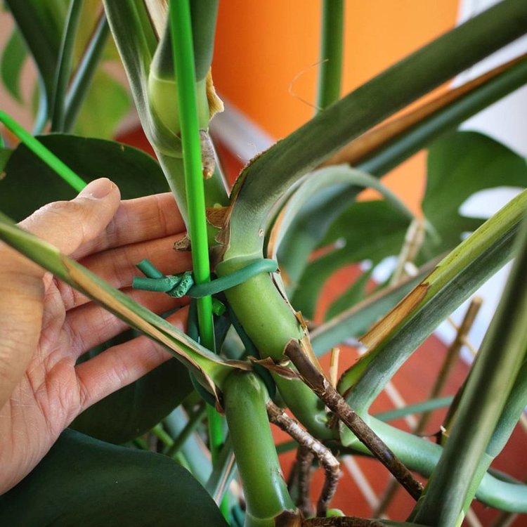 Again, I'm just tying the vines against the trellis with rubber ties. As aerial roots reach down, I gently direct them into the pot so they can enjoy some soil moisture. I'm honestly not sure if that does anything for the vine but I would imagine that those roots would contribute to water/nutrient uptake.