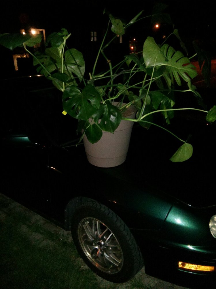 September 17, 2014 -  I responded to a classified ad for someone wanting to sell off this Monstera deliciosa because it was becoming too unruly for their small space. Asking price: $10